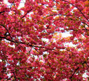 Bonn Cherry Blossom love