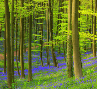 The Hallerbos blue forest of Belgium