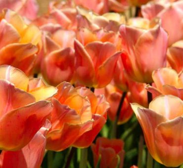 The gorgeous Srinagar Tulip Festival