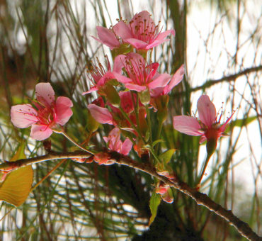 Painting Kodaikanal pink in spring