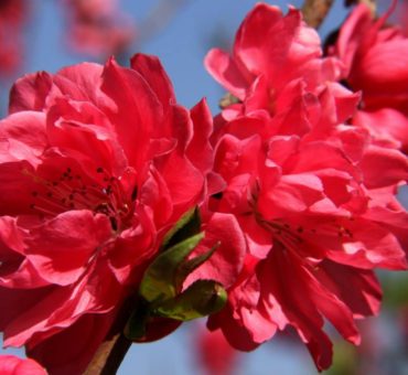 Spring festival, Navreh, and the blooming almond trees at Badamwari