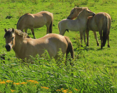 The horses can be seen on the way to giethoorn