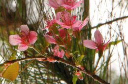 pink flowers of spring paint kodaikanal pink
