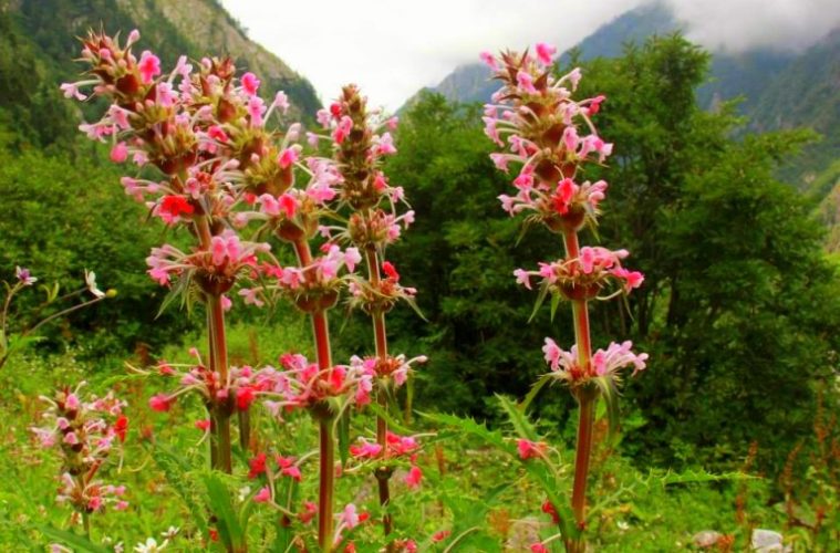 I saw these wildflowers on the way to Joshimath