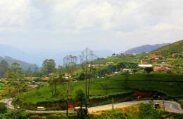 tea gardens of darjeeling