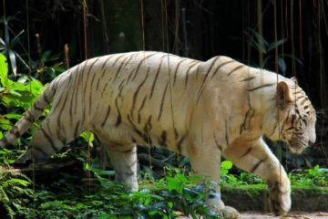 the white tiger at the singapore zoo
