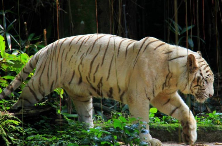 the white tiger at the singapore zoo