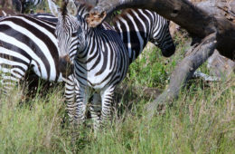 photos of Zebras used in ngorongoro conservation area guide