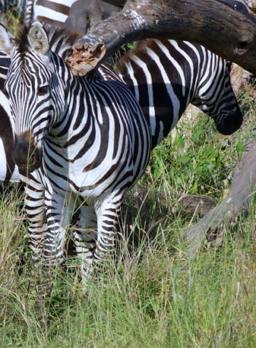 photos of Zebras used in ngorongoro conservation area guide