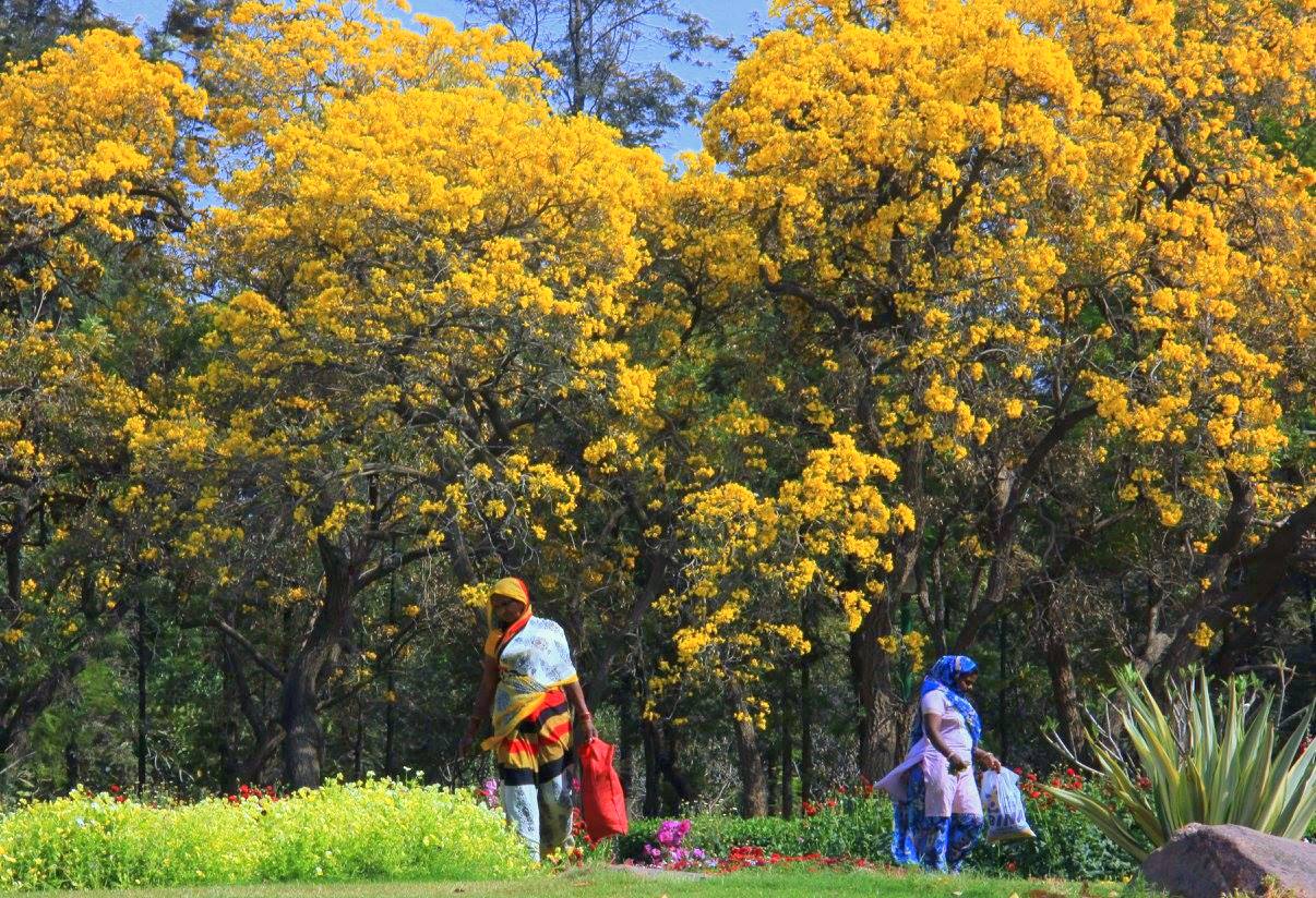 Delhi Parks And Gardens Spring In The Most Polluted City In The World