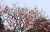 magnolias blooming in spring in okhrey