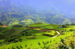 sa pa rice fields