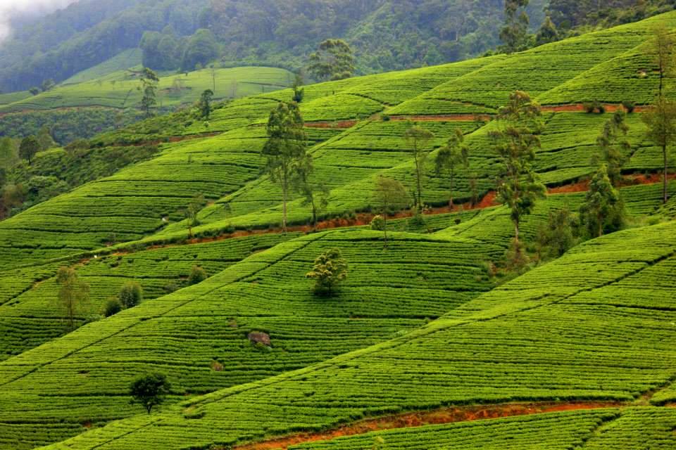 hill country of sri lanka is famous for tea