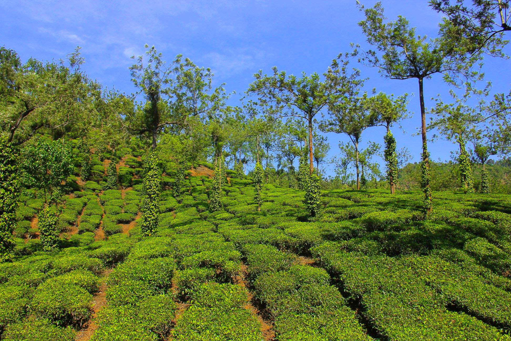 Tea gardens near Kumily