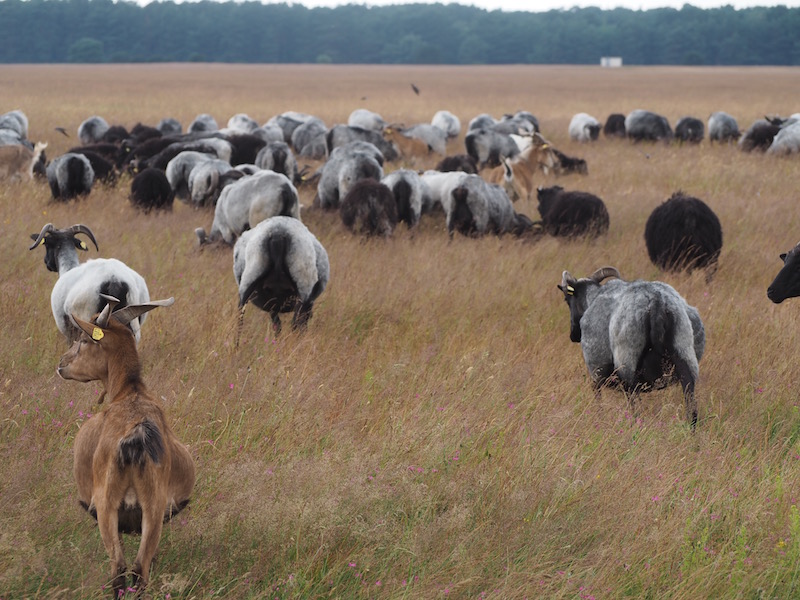 the local moorland heidschnucke sheep and old sheepfolds are