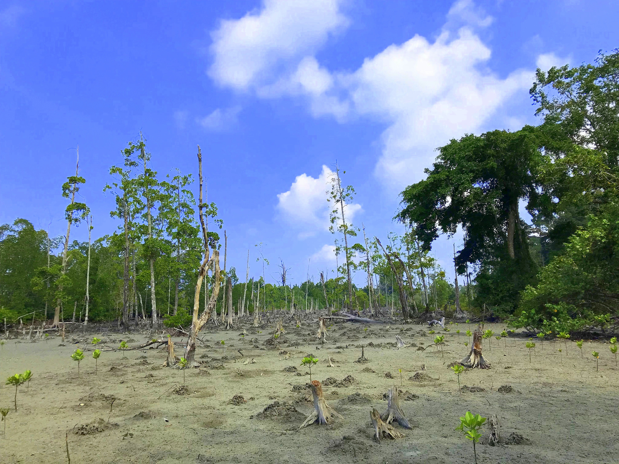 the mangrove swamps near elephant beach.